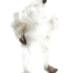 Lumimies/Jeti/Yeti lelu