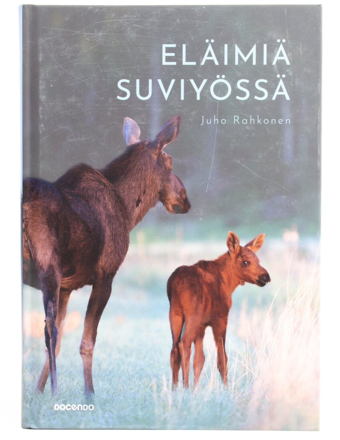 Eläimiä suviyössä