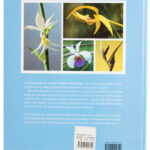 Sensuella orkidéer - Peter Göttfert & Anders Wigh