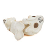 Lomonosov leijona, 10 cm.